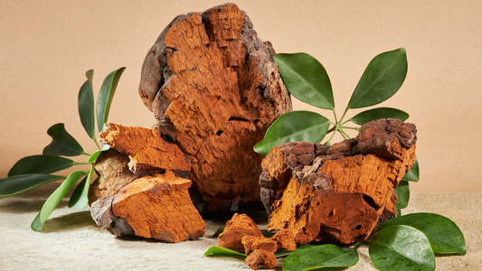 Chaga: Unlocking the Power of Nature for Your Skin