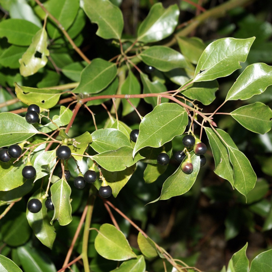 Camphor Essential Oil