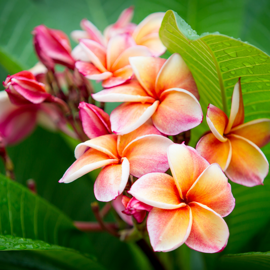 Plumeria Fragrance Oil