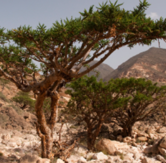 Frankincense Essential Oil